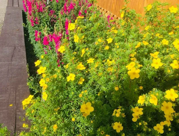 Jasper House Bungalows hotel detail image 3