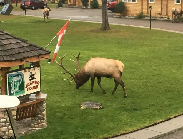 Jasper House Bungalows hotel detail image 4