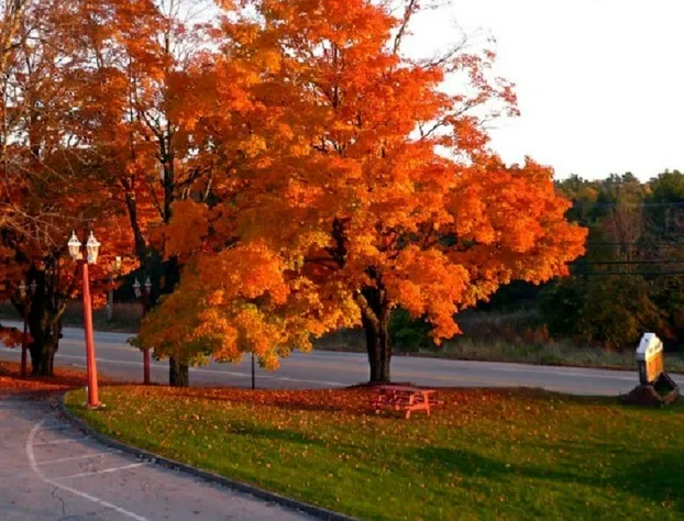 Fountain Inn hotel detail image 1