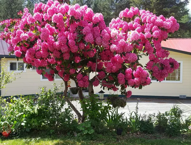 Mountain View Lodge hotel detail image 1
