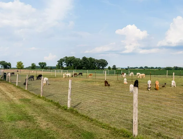 Sabamba Alpaca Ranch hotel detail image 3