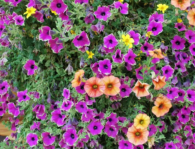 Cowboy's Lodge hotel detail image 2