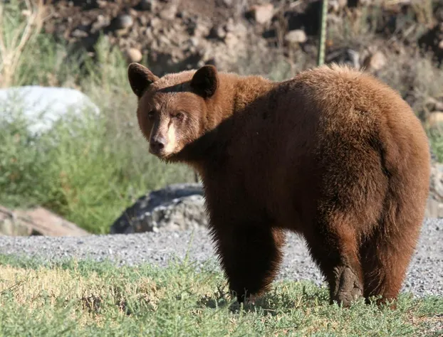 Cowboy's Lodge hotel detail image 3