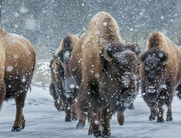 Cowboy's Lodge hotel detail image 4