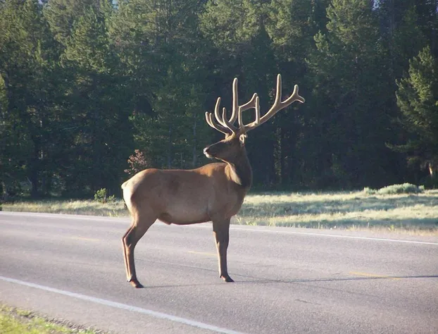 Black Bear Inn hotel detail image 3