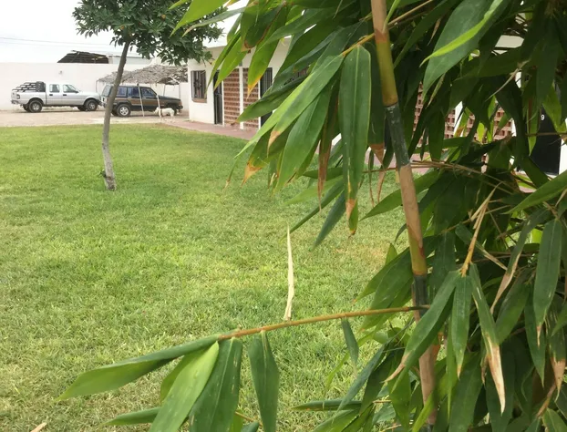 Las Flores Hotel y Cabañas hotel detail image 3