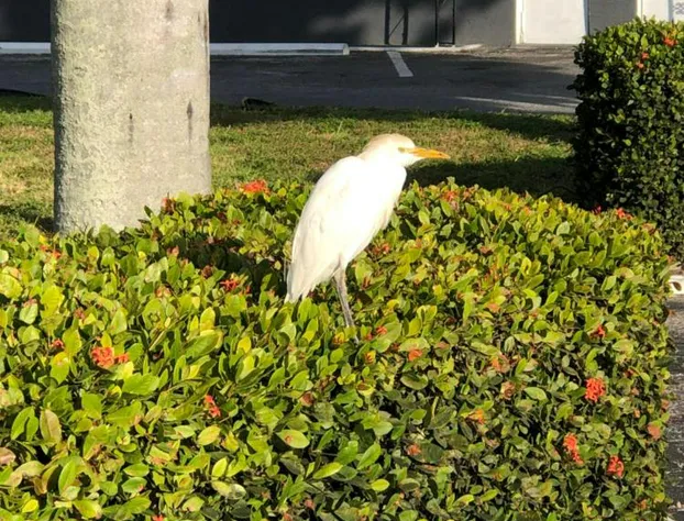 Bay Breeze Inn Bradenton Downtown hotel detail image 4