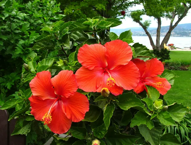 Lakeshore Bed & Breakfast hotel detail image 3