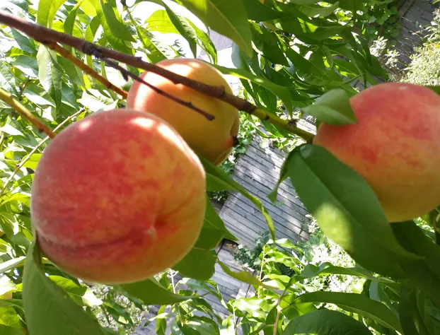 Glory Inn Downtown Moncton hotel detail image 1
