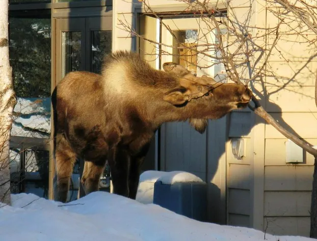 Susitna Place B&B hotel detail image 3