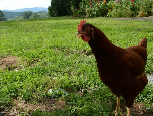 Woodville Bed and Breakfast hotel detail image 4
