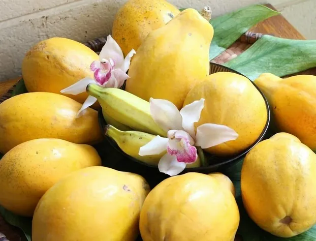 Dolphin Bay Hotel hotel detail image 4