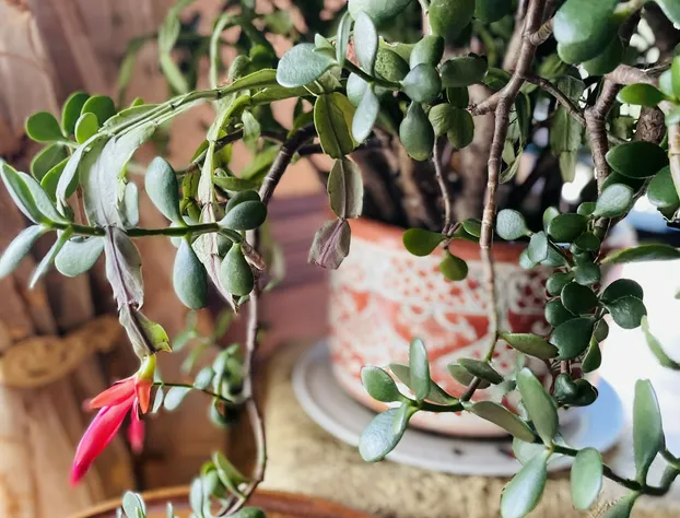 The Village Inn of Woodstock hotel detail image 4