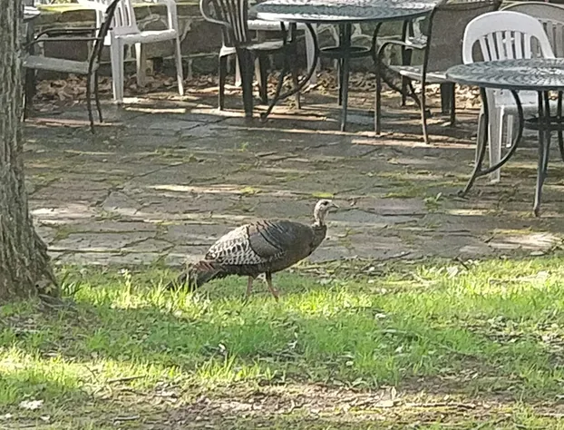 Maurrocks Bed & Breakfast hotel detail image 4