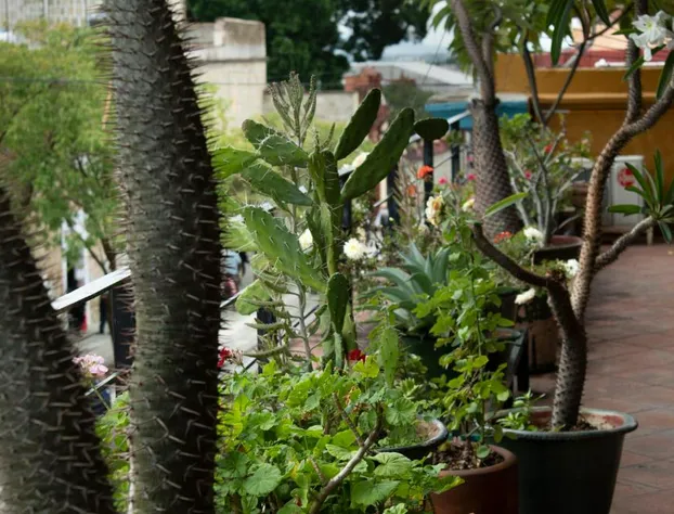 Casa Catrina hotel detail image 1