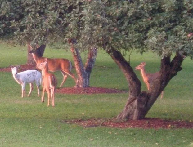 The Dominion House Bed & Breakfast hotel detail image 4
