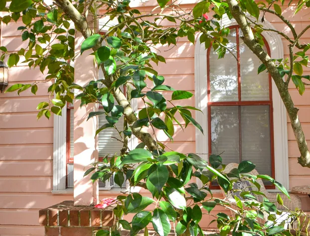 Camellia Inn hotel detail image 4