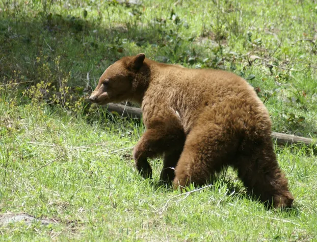 Gallagher's Irish Rose hotel detail image 2