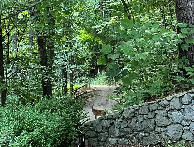 Sugar Tree Inn hotel detail image 3