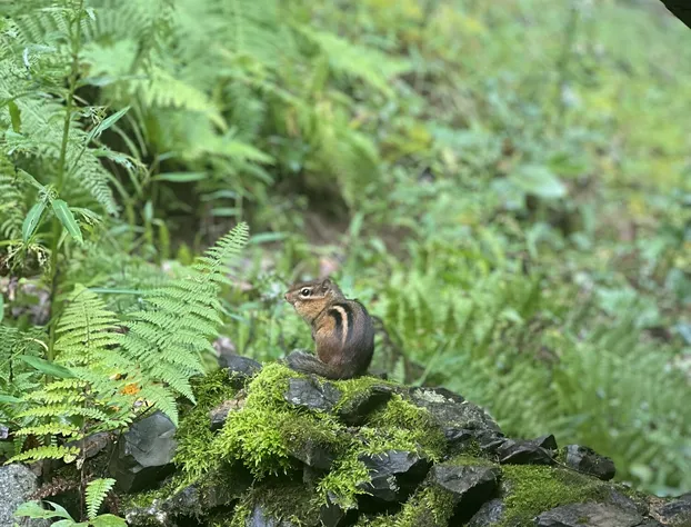 Sugar Tree Inn hotel detail image 4