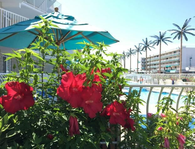 Shalimar Resort hotel detail image 2
