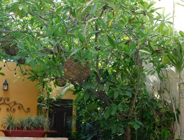 Hotel Boutique Casa Flor De Mayo hotel detail image 2