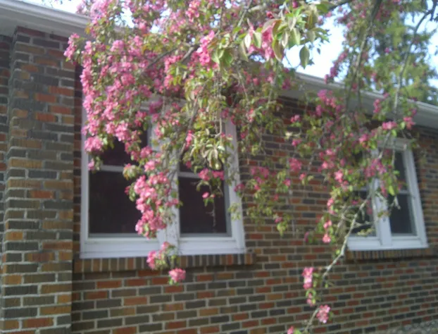 Susan's Sanctuary Bed & Breakfast hotel detail image 2