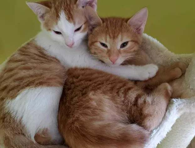 Susan's Sanctuary Bed & Breakfast hotel detail image 3