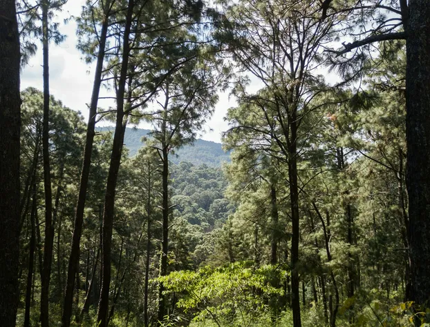 Monteverde Hotel de Cabañas hotel detail image 4