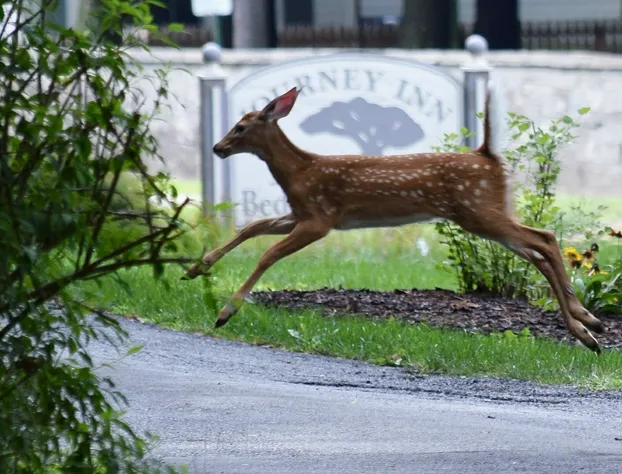 Journey Inn Bed & Breakfast hotel detail image 3