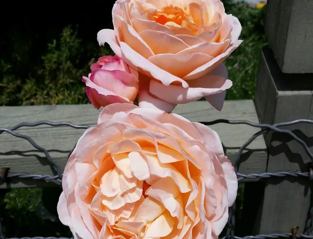 Hidden Oak Inn hotel detail image 1