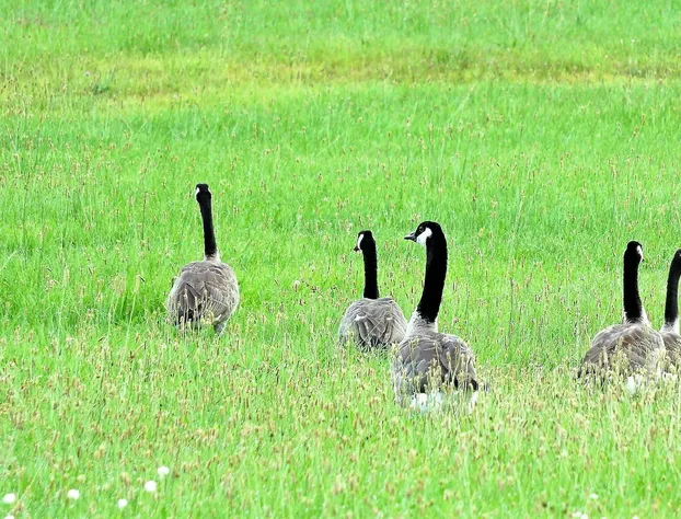 The Swan House hotel detail image 1