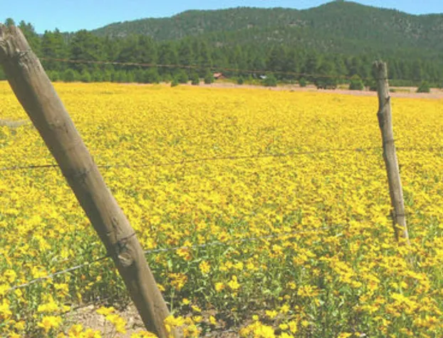 Elden Trails Bed and Breakfast hotel detail image 4