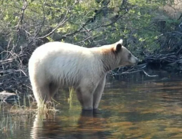 Big Sand Lake Lodge hotel detail image 2