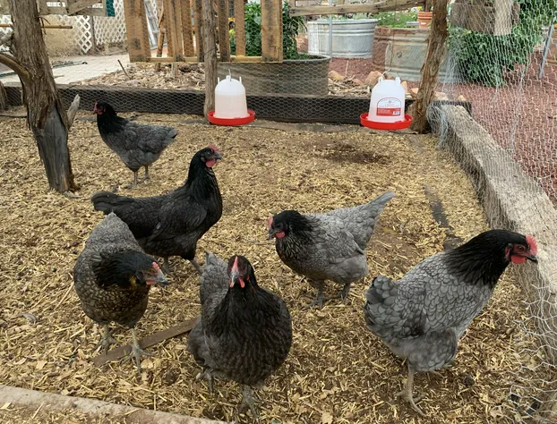 Zions Backyard Bed and Breakfast hotel detail image 1