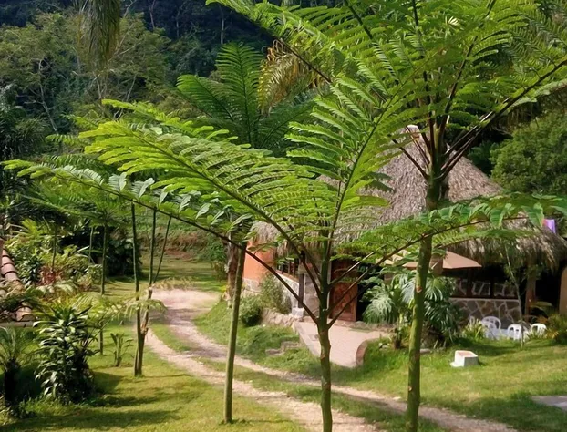 Eco Hotel La Jicarita hotel detail image 2