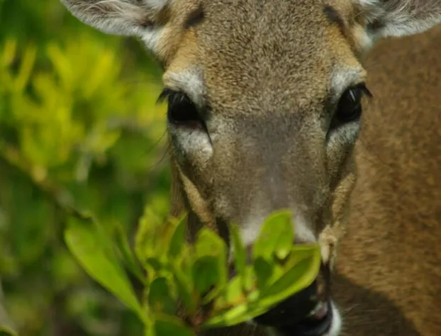 Deer Run Bed & Breakfast hotel detail image 2