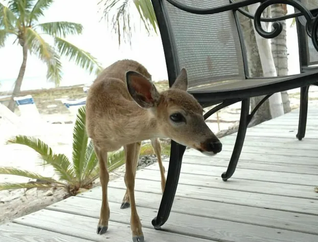 Deer Run Bed & Breakfast hotel detail image 3
