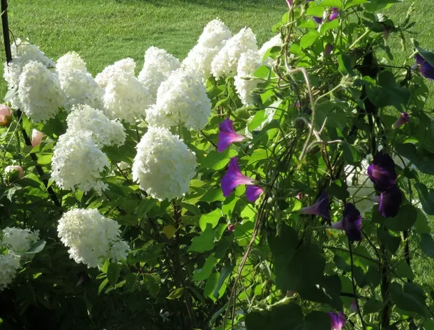 Sweetfern Inn hotel detail image 4