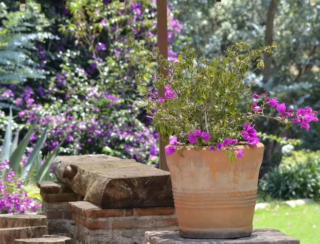 Hotel Boutique El Campirano hotel detail image 3