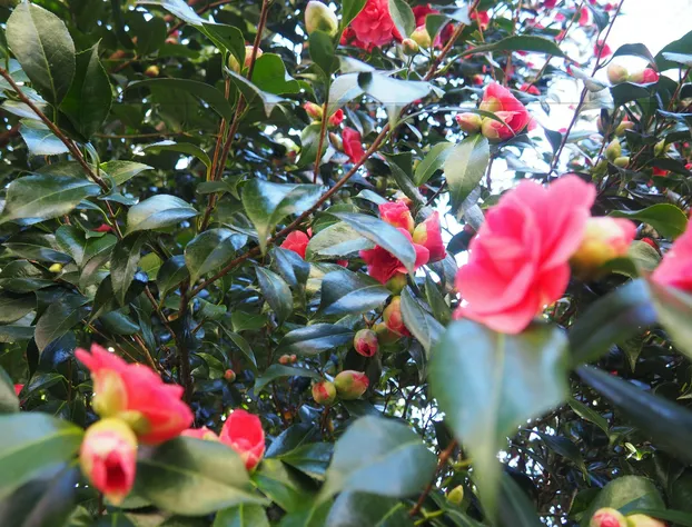 PuraVida Retreat hotel detail image 2