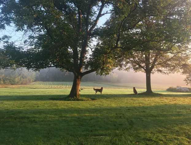 Enfield Manor hotel detail image 3