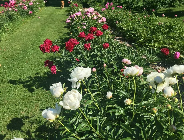 Enfield Manor hotel detail image 4