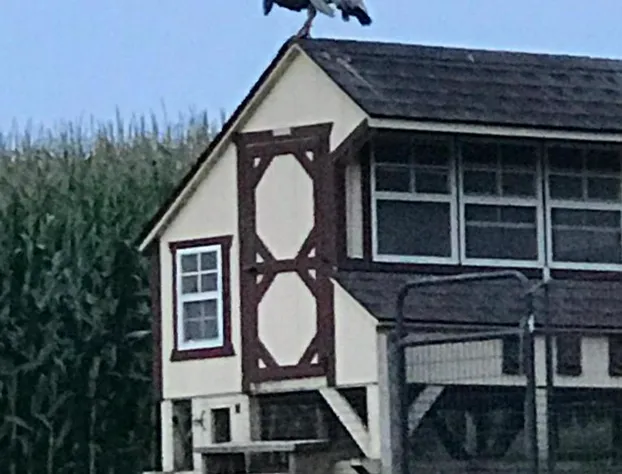 Carriage Stop Bed & Breakfast hotel detail image 4