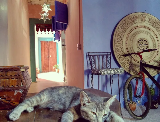 Riad Lola hotel detail image 4