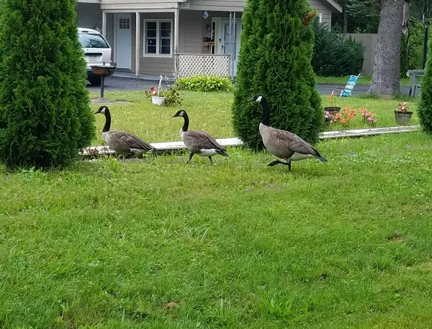 Becket Motel hotel detail image 3