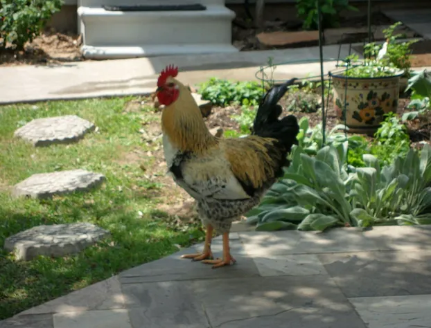 Honey Farm Bed & Breakfast hotel detail image 2