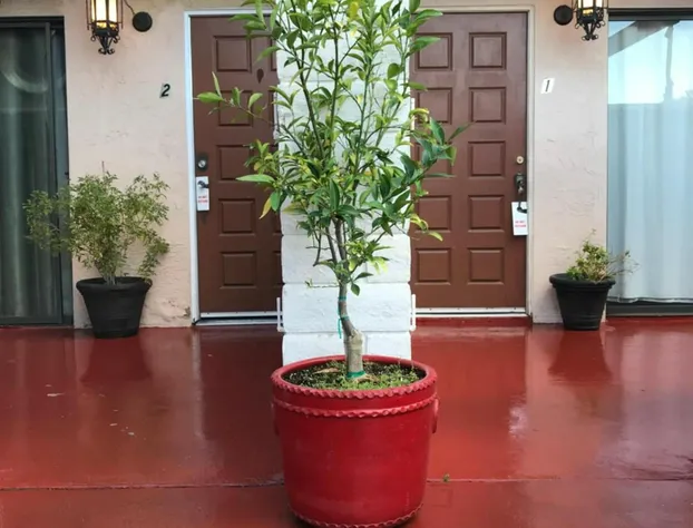 The Village Palm Desert hotel detail image 3