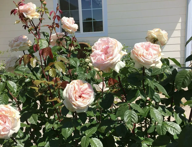 Makiivka Estate hotel detail image 3