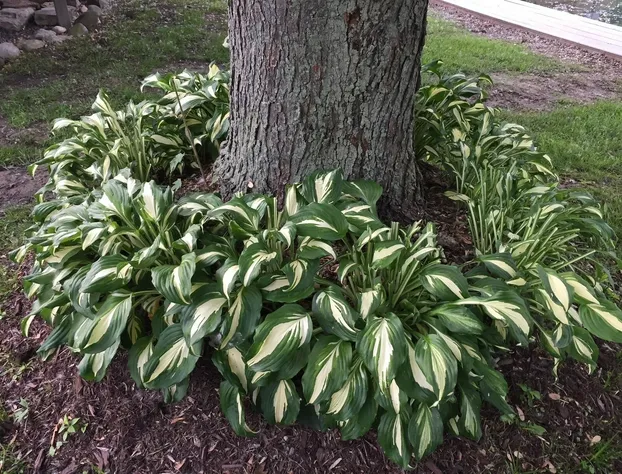 The Harsens Island Getaway Resort hotel detail image 4